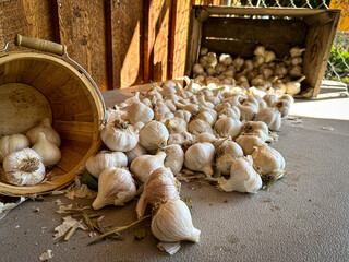 cloves of garlic spread out over a table