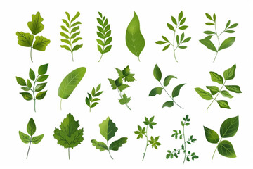 set of various green leaves element vector icon, white background, black colour icon