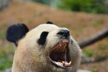 大口を開ける動物園のパンダ