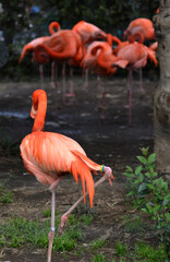 動物園のフラミンゴ