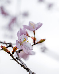 Close up of a beautiful branch of cherry blossom in spring	
