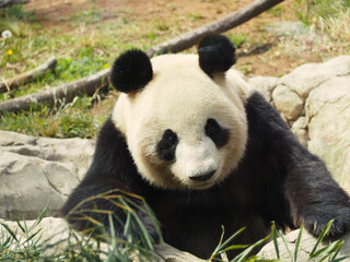 Fototapeta premium 動物園のパンダ