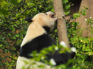 木とたわむれる動物園のパンダ