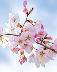 Obraz premium Close up of a beautiful branch of cherry blossom in spring 