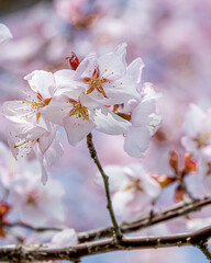 Close up of a beautiful branch of cherry blossom in spring	
