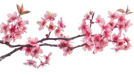 Pink blossom of a tree