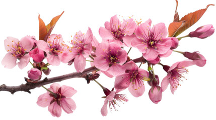 Pink blossom of a tree