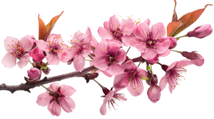 Pink blossom of a tree