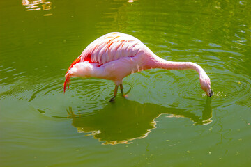 Colorful Pink Flamingo Drinking Water