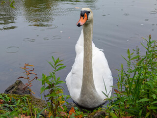 Long-necked swan