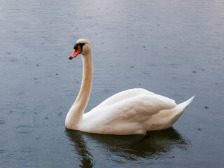 Swan in a river in the rain