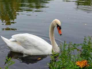 Swan near the shore