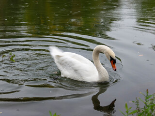 Swan wags its tail