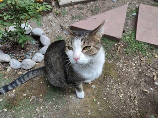 The look of a gray, white cat resting in the garden,La mirada de un gato gris y blanco descansando en el jardín.
