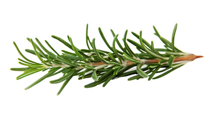 Pine tree branch