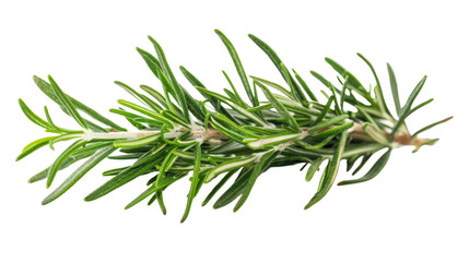 Fototapeta premium Pine tree branch