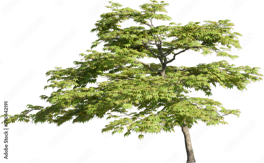 Poster realistic 3d rendering of a tree on transparent background, suitable for architecture visualization,