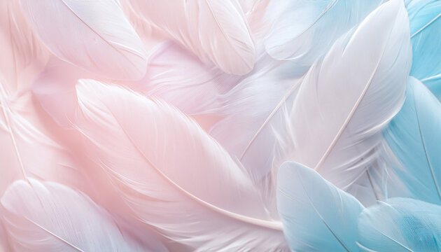 羽　フェザー　鳥の羽　ダウン　羽毛　素材