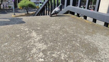 A gray pigeon walking on the city bridge.,Una paloma de color gris caminando por el puente de la...