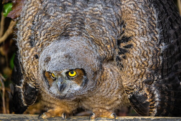 Young Great Horned Owl (Bubo virginianus)