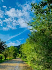 road in the forest, ucraina, ukraine, karpaty