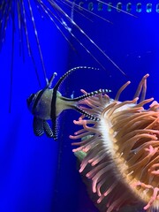 jellyfish in aquarium