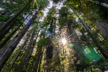 sunlight peaking through towering redwood trees