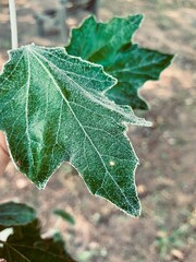 leaf of a tree