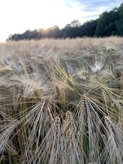 field of wheat