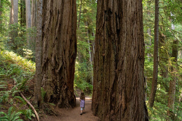 little girl wanders through a towering forest of redwood trees