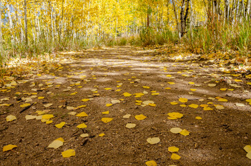fall color along a ranch in Colorado