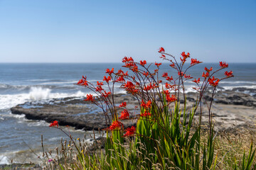wildflowers along the rocky coastline