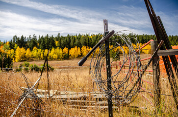 fall color along a ranch in Colorado