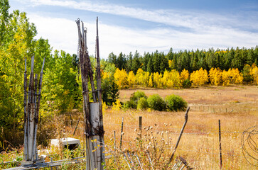fall color along a ranch in Colorado