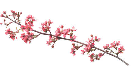 Obraz na płótnie Canvas Pink blossom of a tree