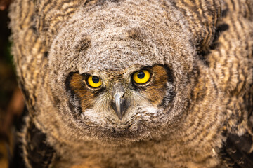 Young Great Horned Owl (Bubo virginianus)