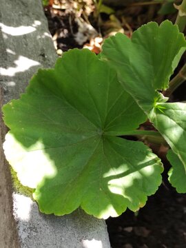 Oak leaf of a red flower from a garden,Hoja de roble de una flor de color rojo de un jard&iacute;n
