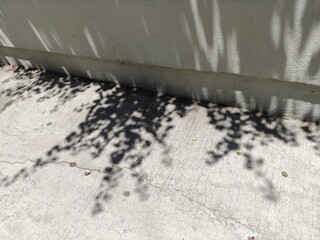 Shadows of plants on the white wall of a house, Sombras de plantas en la pared de color blanca de ...