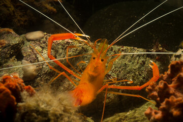 Boxer shrimp, Stenopus spinosus, Crustacea, Decapoda. Gambero meccanico (Stenopus spinosus). Capo...