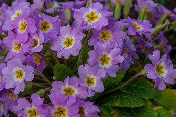 Spring flowers. Blooming primrose or primula flowers in a garden