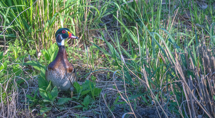 Closeup of a male wood duck standing among tall green grass in spring.