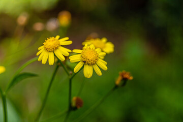 flores silvestres amarillas sobre camino boscoso 