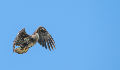 Closeup of a juvenile bald eagle in flight.