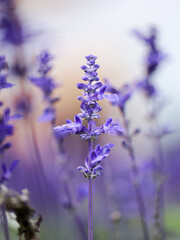 Fragrant purple lavender flowers blossoming on vast field in peaceful summer farmland
