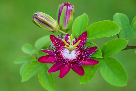 Close up of a Passifloraceae Flower, Passiflora (Red Passion Flower, Passion Flower)
