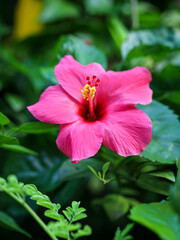 The close up of Pink Shoe flower, Pink Hibiscus, Pink Chinese rose. the queen of tropical flowers. Bunga Kembang Sepatu
