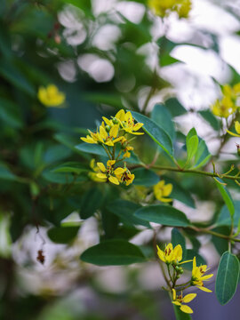 Little Yellow flower Thryallis glauca, Galphimia, Gold Shower medium shrub Dark yellow flowers inflorescence will be released at end of the branch blooming in garden on blurred nature background
