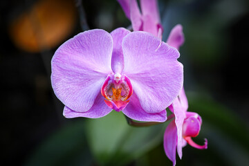 Naklejka na ściany i meble Purple moon orchid, moth orchid, or mariposa orchid, is a species of flowering plant in the orchid family Orchidaceae. Isolated picture, selective focus, bokeh background 