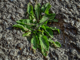 Grass growing out of tarred street