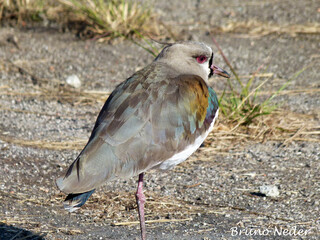 Obraz premium red billed hornbill